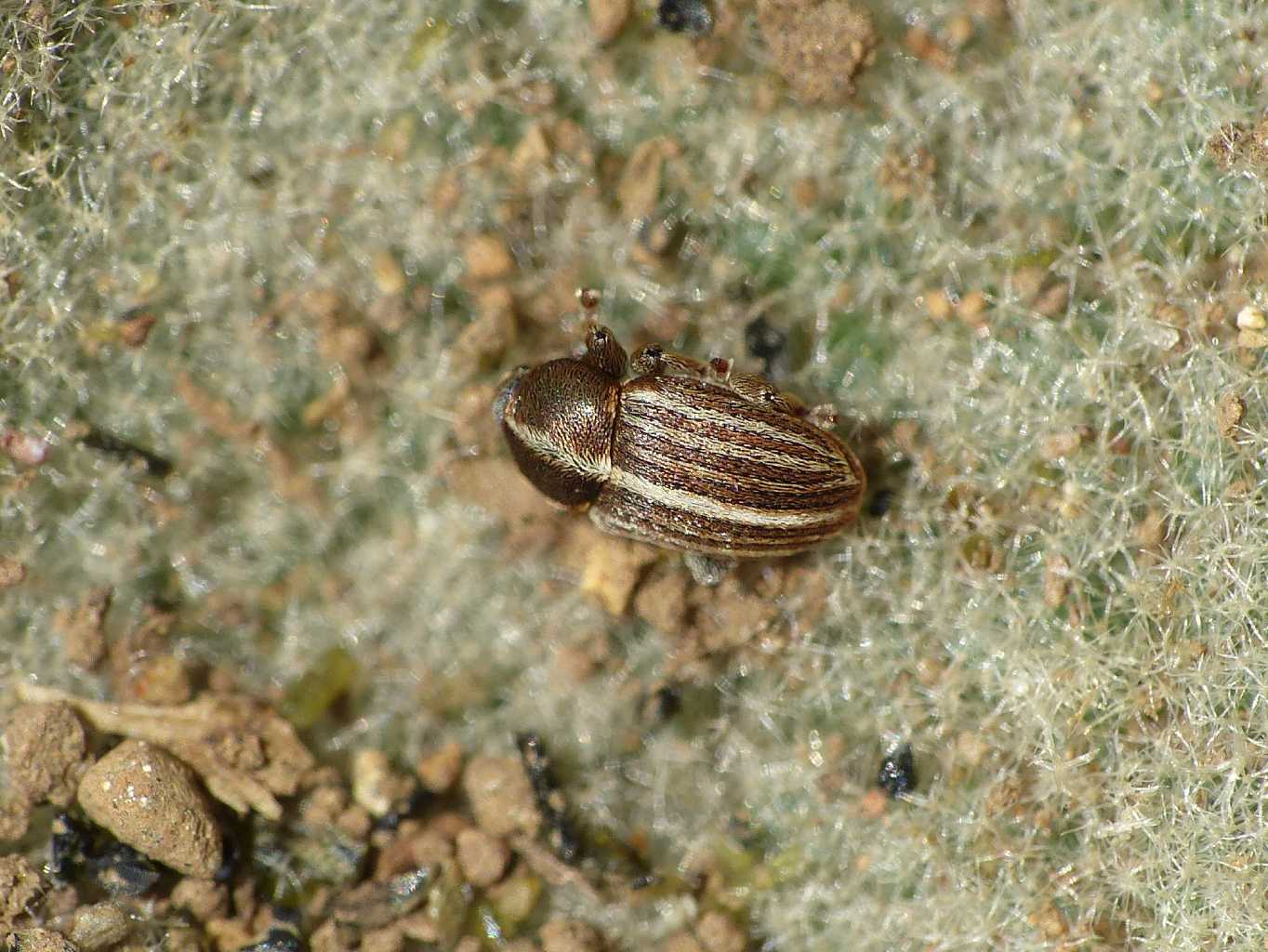 Curculionidae minuscolo su verbasco: Tychius schneideri?